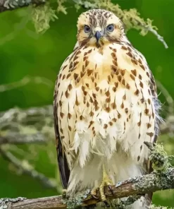 Red Shouldered Hawk Bird 5D Diamond Painting