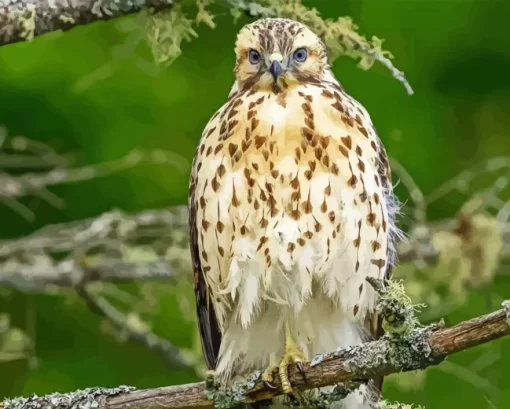 Red Shouldered Hawk Bird 5D Diamond Painting