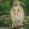 Red Shouldered Hawk Bird 5D Diamond Painting