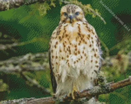 Red Shouldered Hawk Bird 5D Diamond Painting