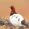 Willow Ptarmigan 5D Diamond Painting