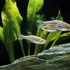 Zebrafish Art 5D Diamond Painting