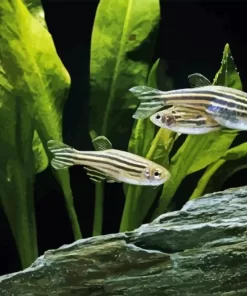 Zebrafish Art 5D Diamond Painting