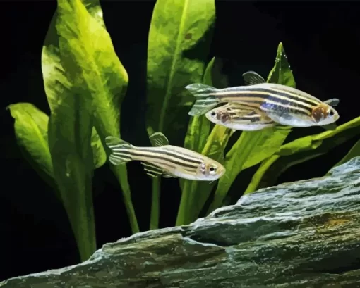 Zebrafish Art 5D Diamond Painting