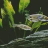 Zebrafish Art 5D Diamond Painting