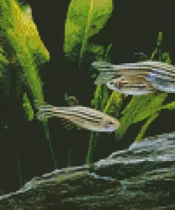 Zebrafish Art 5D Diamond Painting