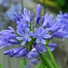 Agapanthus 5D Diamond Painting