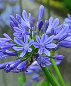 Agapanthus 5D Diamond Painting