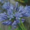 Agapanthus 5D Diamond Painting