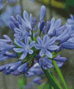 Agapanthus 5D Diamond Painting