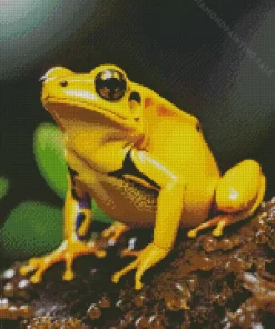 Golden Poison Dart Frog 5D Diamond Painting