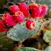 Prickly Pear 5D Diamond Painting