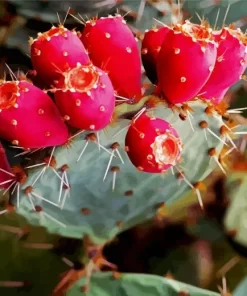 Prickly Pear 5D Diamond Painting