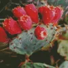 Prickly Pear 5D Diamond Painting