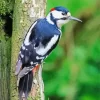 Aesthetic The Great Spotted Woodpecker 5D Diamond Painting