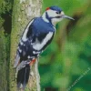 Aesthetic The Great Spotted Woodpecker 5D Diamond Painting