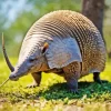 An Armadillo 5D Diamond Painting