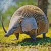 An Armadillo 5D Diamond Painting