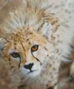 Asiatic Cheetah 5D Diamond Painting