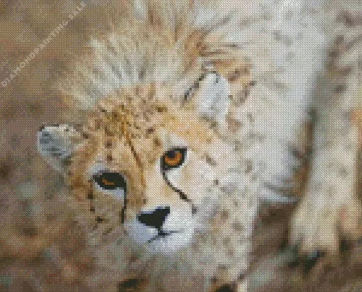 Asiatic Cheetah 5D Diamond Painting