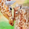 Baby And Mom Giraffe 5D Diamond Painting