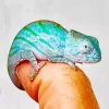 Baby Chameleon 5D Diamond Painting