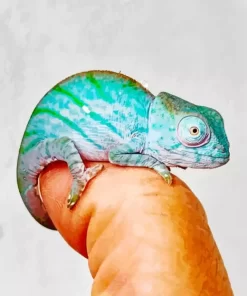 Baby Chameleon 5D Diamond Painting