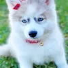 Baby Husky 5D Diamond Painting