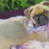 Baby Pug 5D Diamond Painting