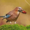 Bird Eurasian Jay 5D Diamond Painting