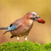 Bird Eurasian Jay 5D Diamond Painting