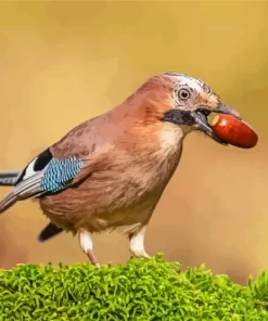 Bird Eurasian Jay 5D Diamond Painting