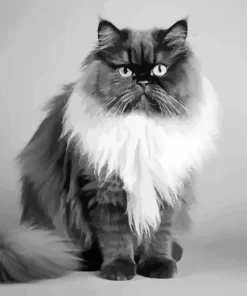 Black And White Persian Cat 5D Diamond Painting