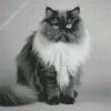 Black And White Persian Cat 5D Diamond Painting