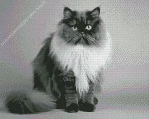 Black And White Persian Cat 5D Diamond Painting