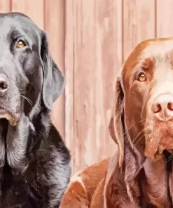 Black Vs Chocolate Lab 5D Diamond Painting