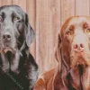 Black Vs Chocolate Lab 5D Diamond Painting