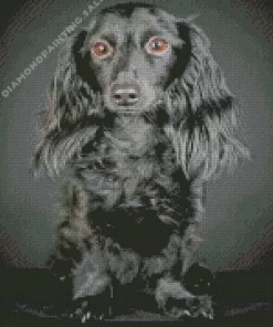 Black Wiener Dog Long Hair 5D Diamond Painting