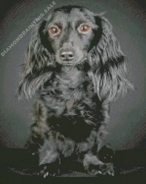 Black Wiener Dog Long Hair 5D Diamond Painting