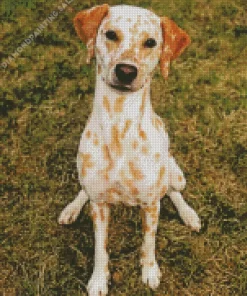 Blond Dalmatian 5D Diamond Painting