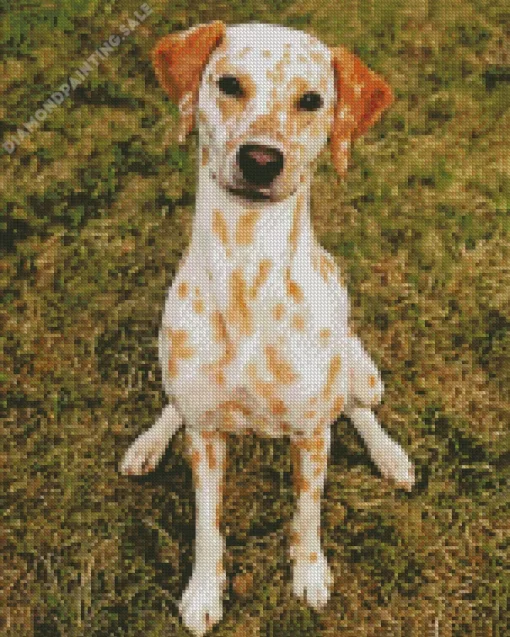 Blond Dalmatian 5D Diamond Painting