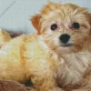 Blond Morkie 5D Diamond Painting