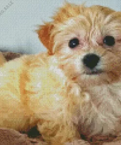 Blond Morkie 5D Diamond Painting