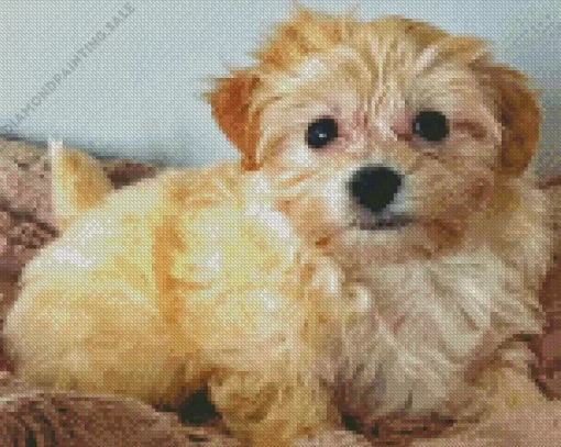 Blond Morkie 5D Diamond Painting