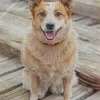 Blonde Australian Cattle Dog 5D Diamond Painting