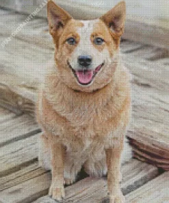 Blonde Australian Cattle Dog 5D Diamond Painting