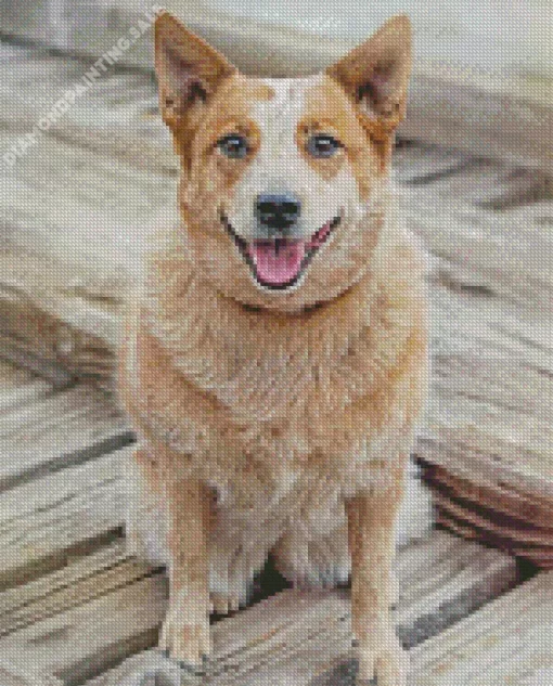 Blonde Australian Cattle Dog 5D Diamond Painting