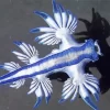 Glaucus Atlanticus 5D Diamond Painting