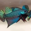 Green Betta Fish 5D Diamond Painting