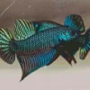 Green Betta Fish 5D Diamond Painting